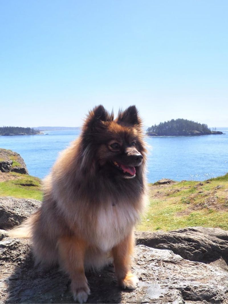 Pomeranian