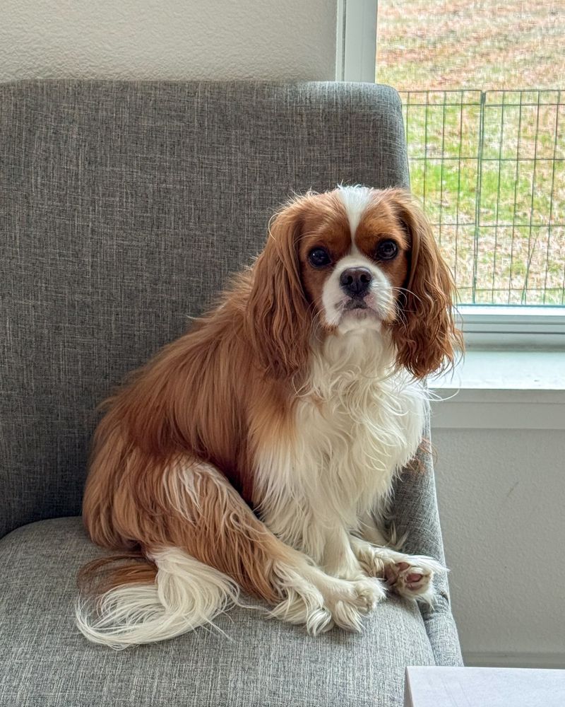 Cavalier King Charles Spaniel