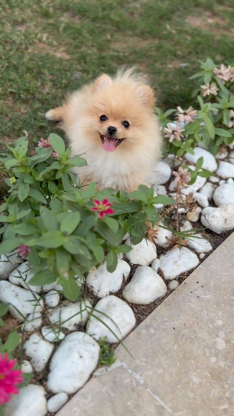 Pomeranian