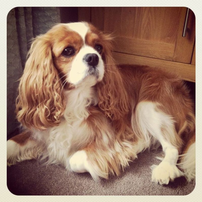 Cavalier King Charles Spaniel