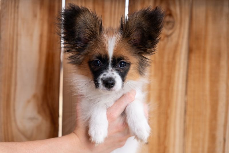 Papillon