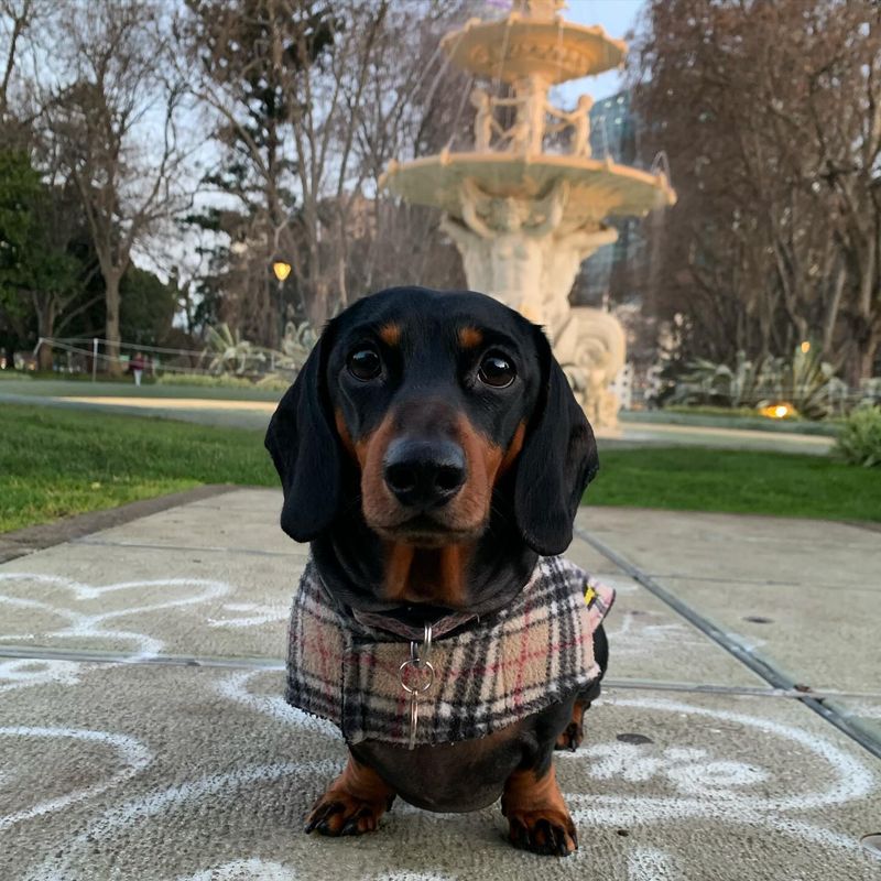 Dachshund