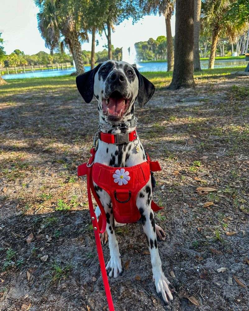 Dalmatian