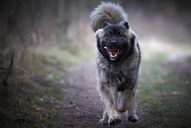 Caucasian Shepherd