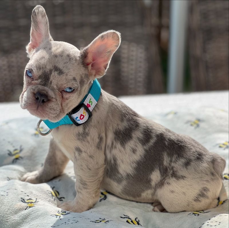 French Bulldog