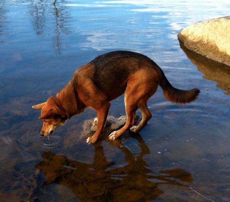 Carolina Dog's Wild Origins