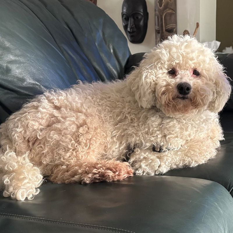 Bichon Frise