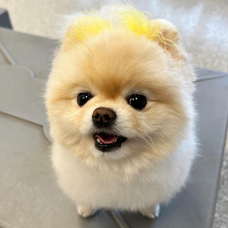 Pomeranian