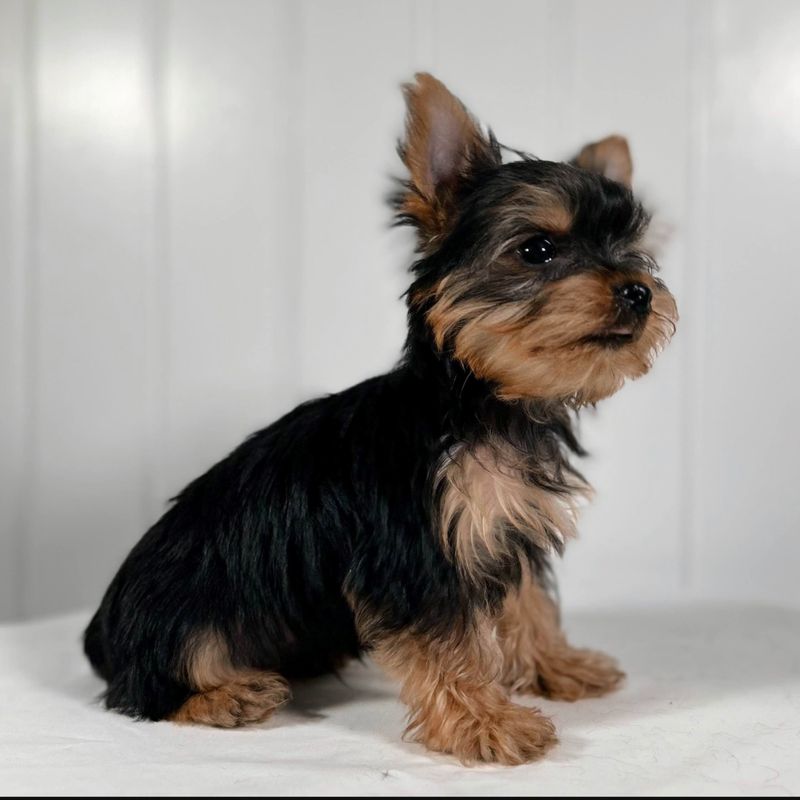 Yorkshire Terrier