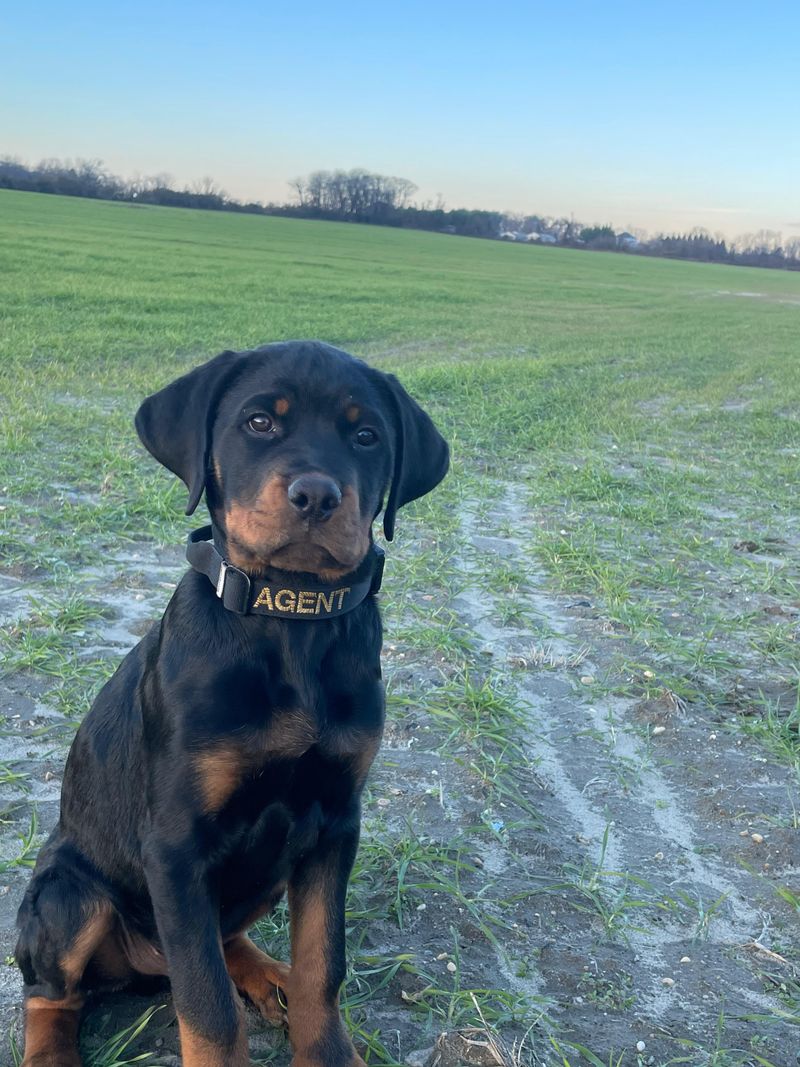 Rottweiler - Missouri