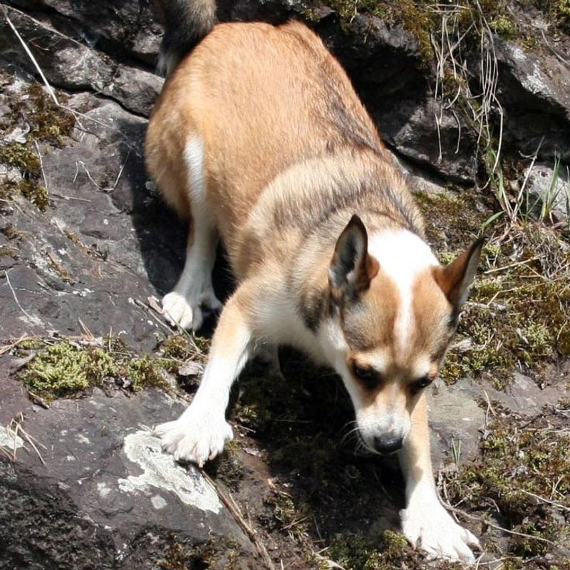 Norwegian Lundehund