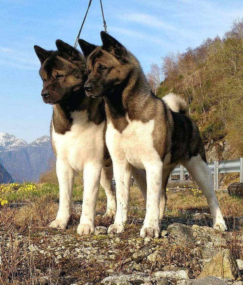 Akita