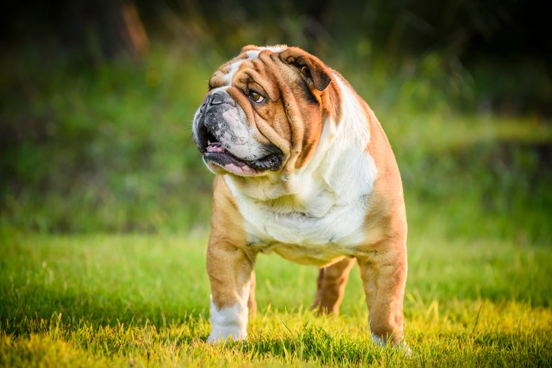 Bulldog