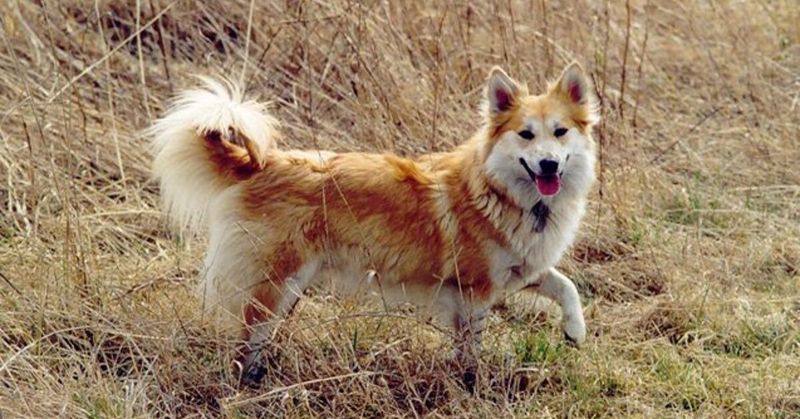Icelandic Sheepdog