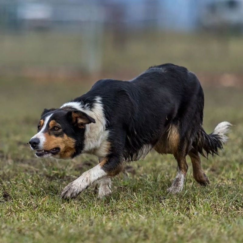 Border Collie