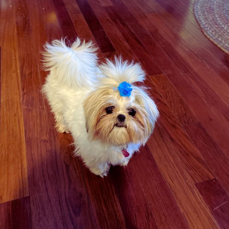 Shih Tzu