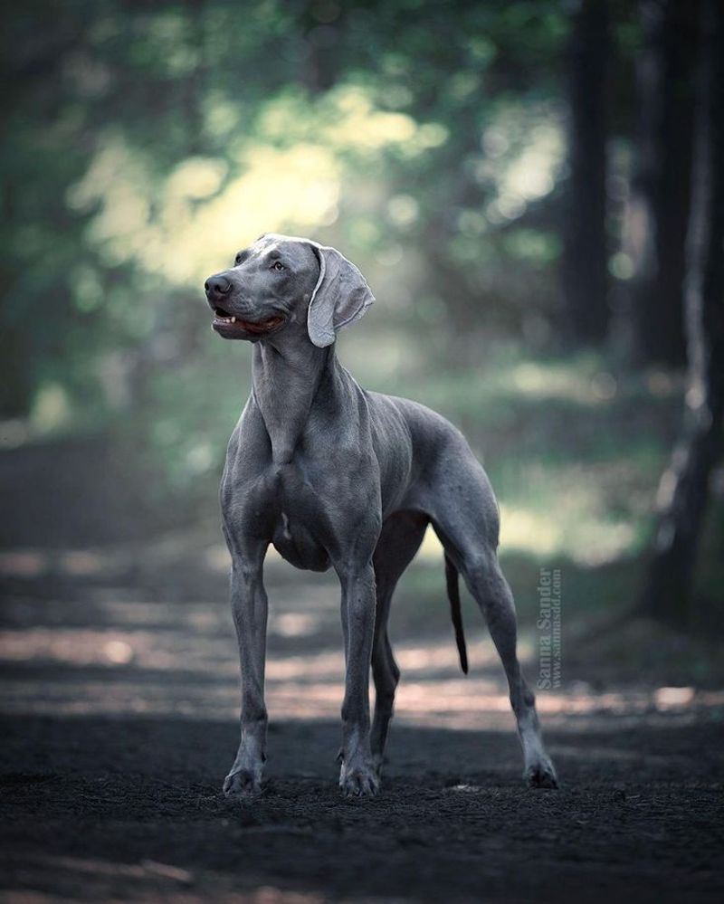 Weimaraner
