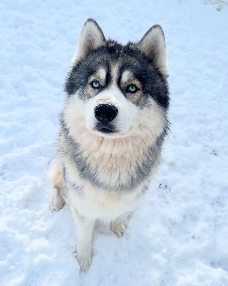 Siberian Husky