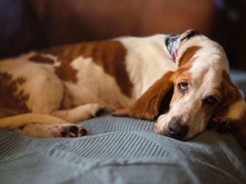 Basset Hound