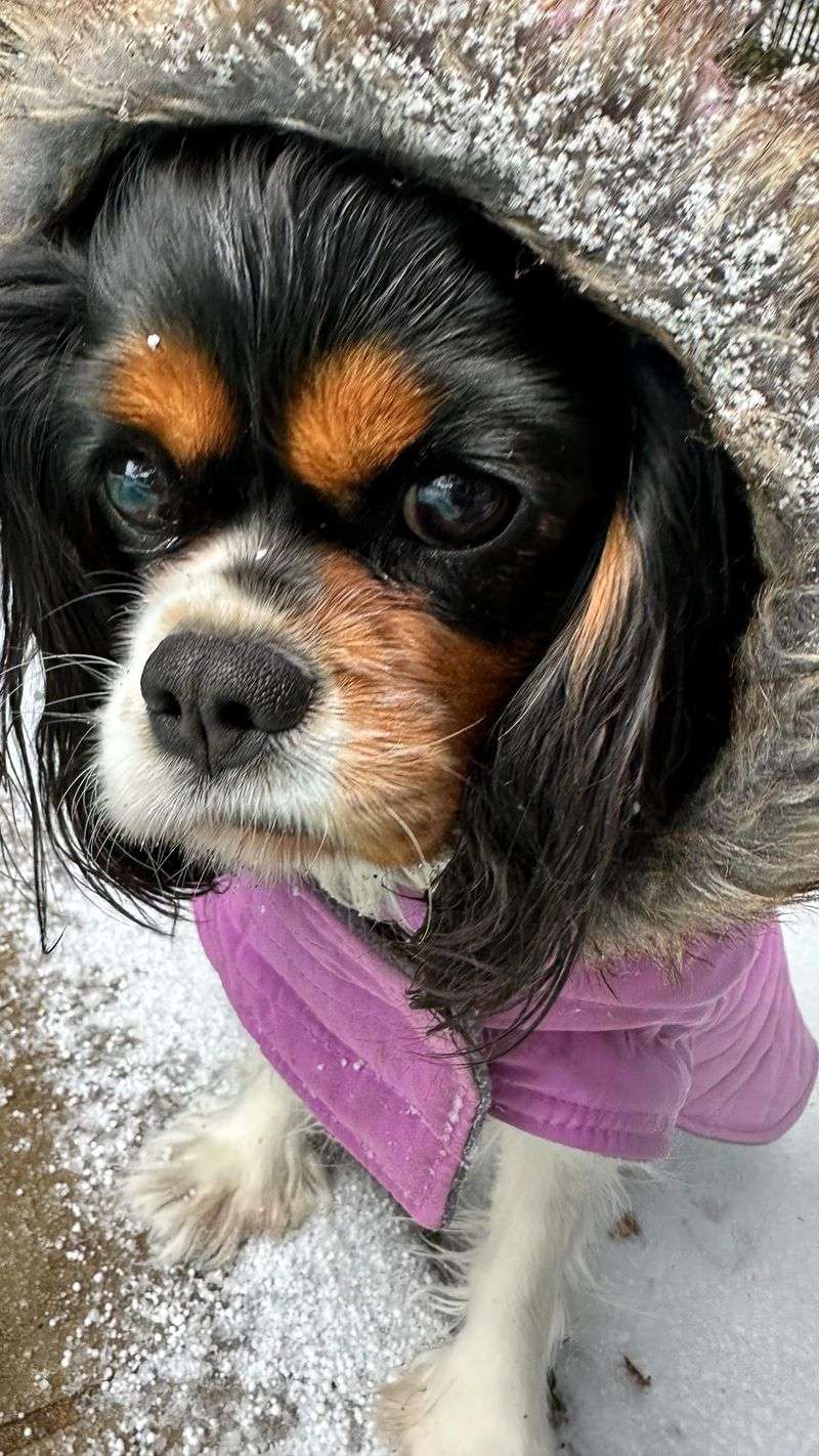 Cavalier King Charles Spaniel