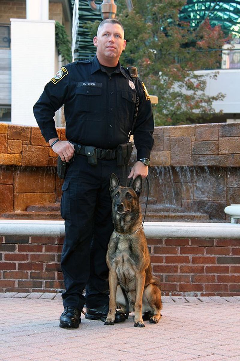 Belgian Malinois