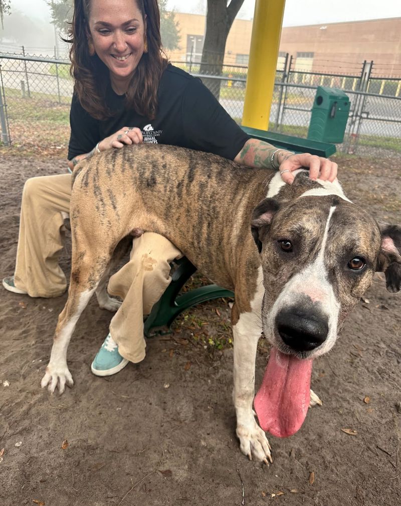 Great Dane