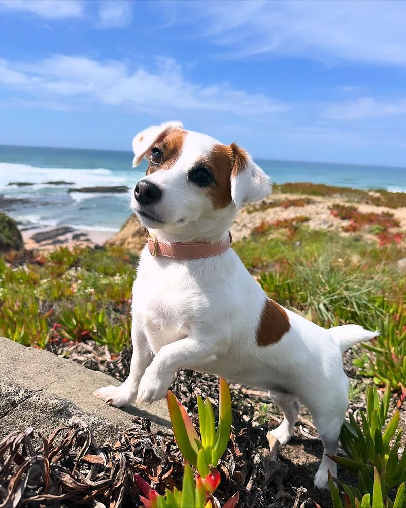 Jack Russell Terrier