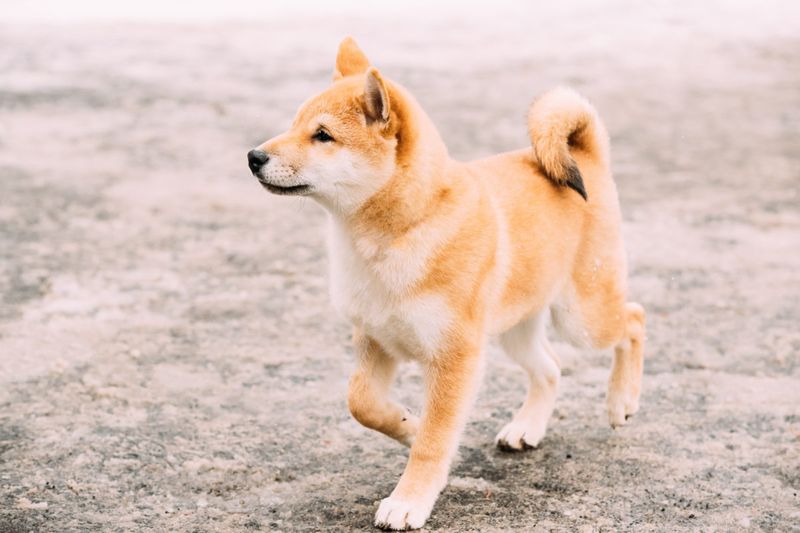 Shiba Inu