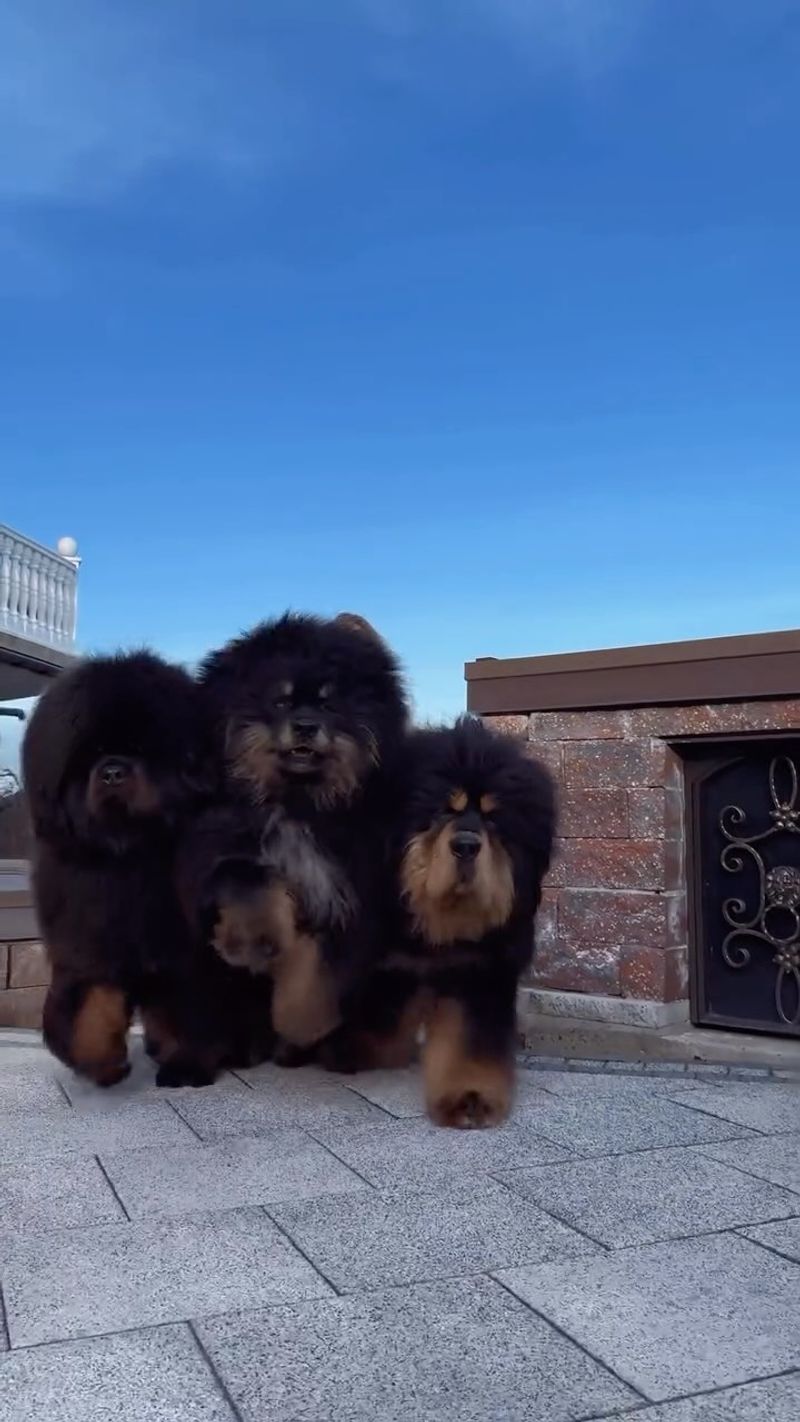 Tibetan Mastiff