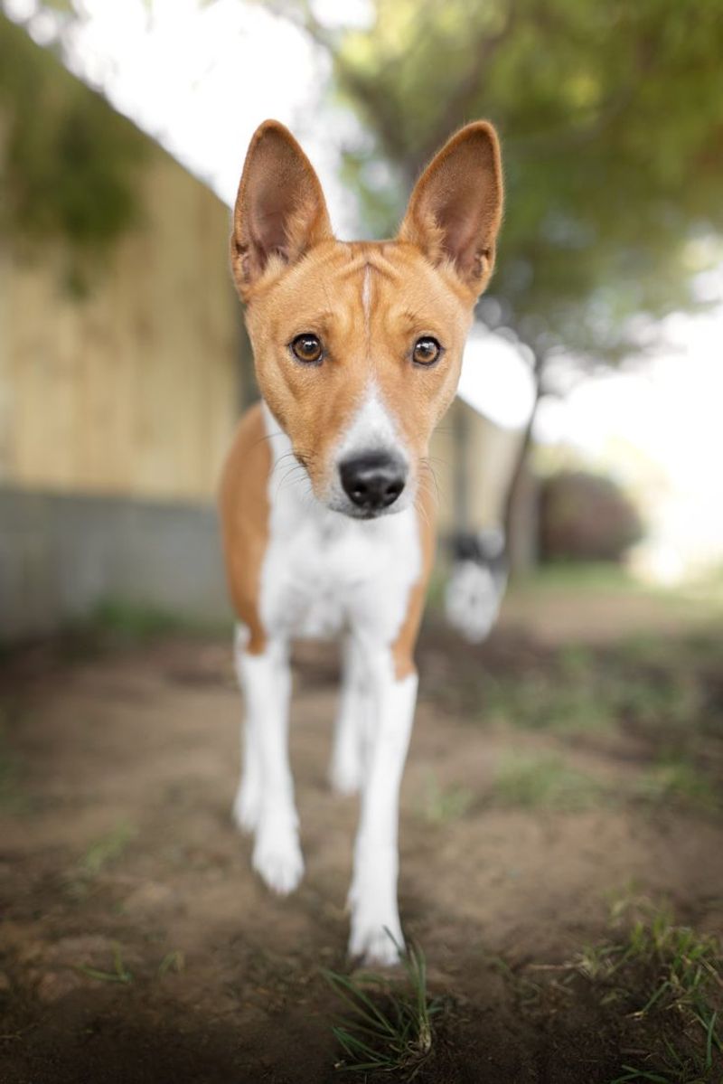 Basenji