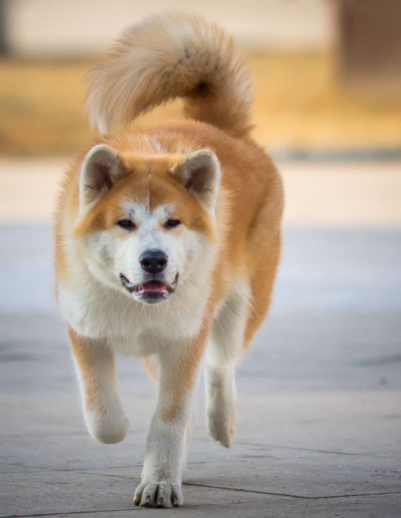Akita