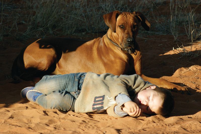 Rhodesian Ridgeback