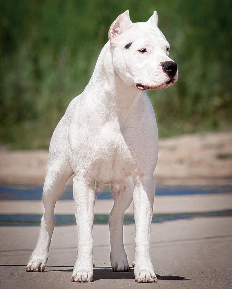 Dogo Argentino