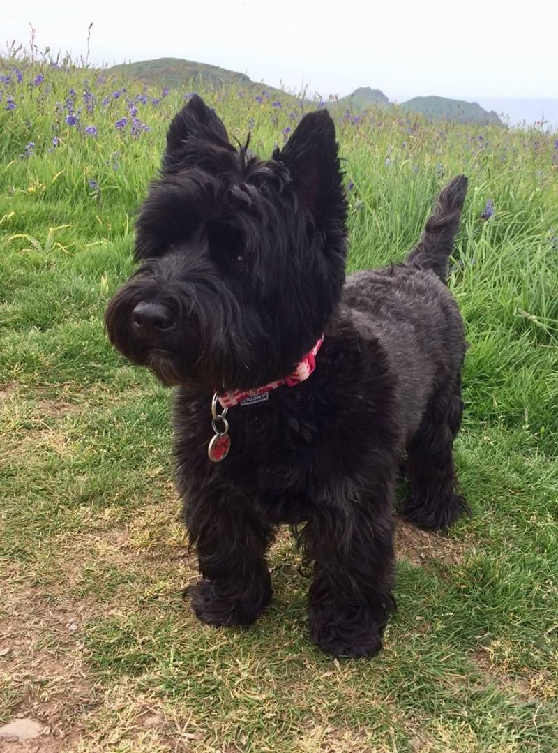Scottish Terrier