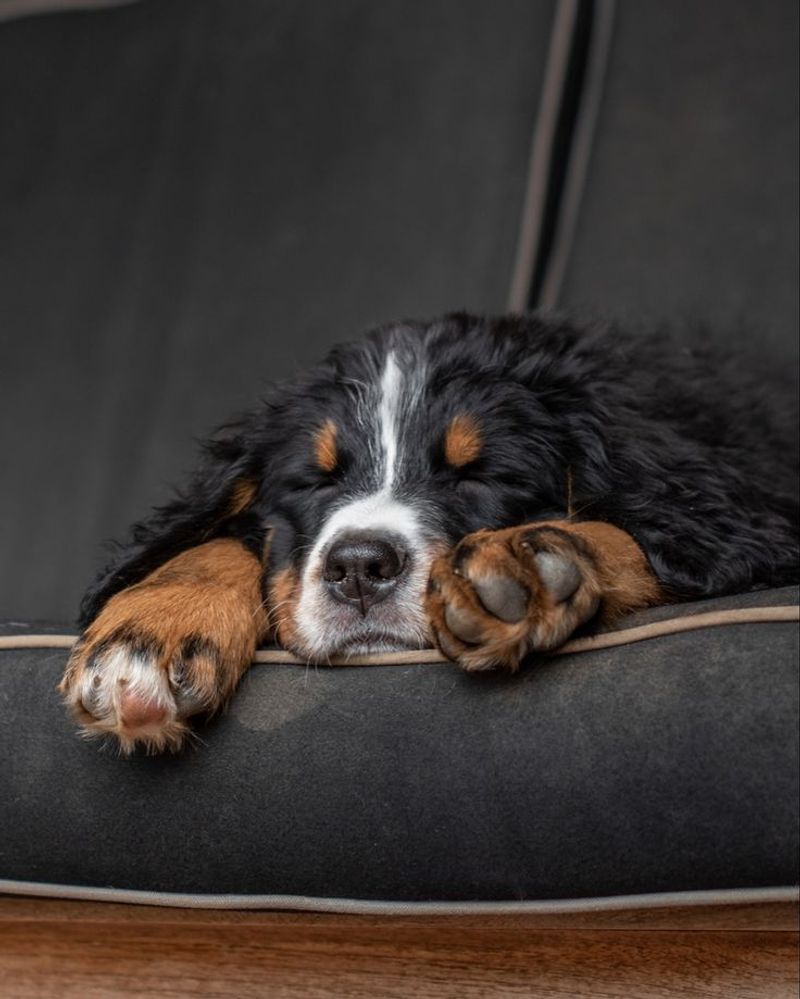 Bernese Mountain Dog