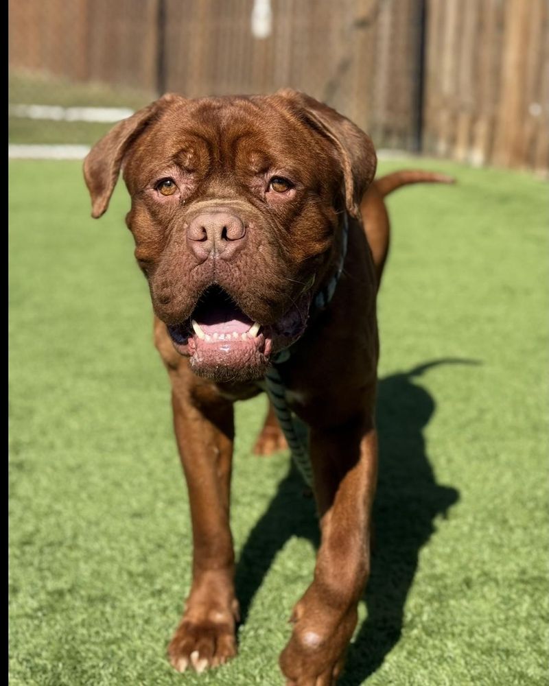 Dogue de Bordeaux
