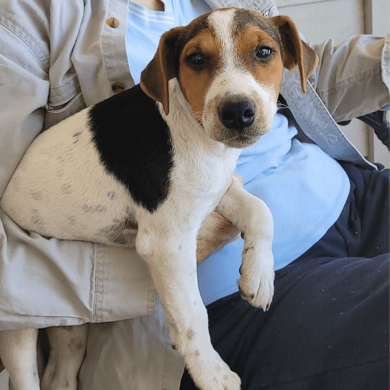 Jack Russell Terrier