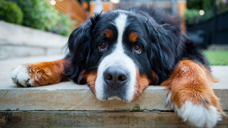 Temperament and Behavior