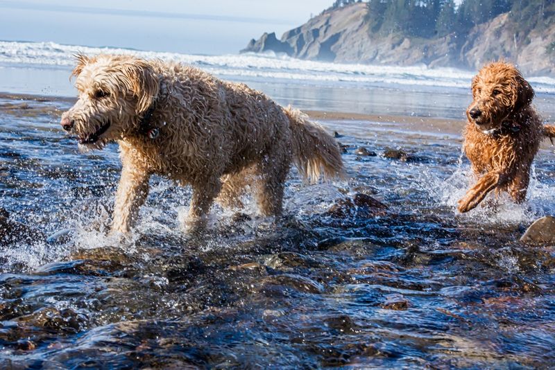Labradoodle