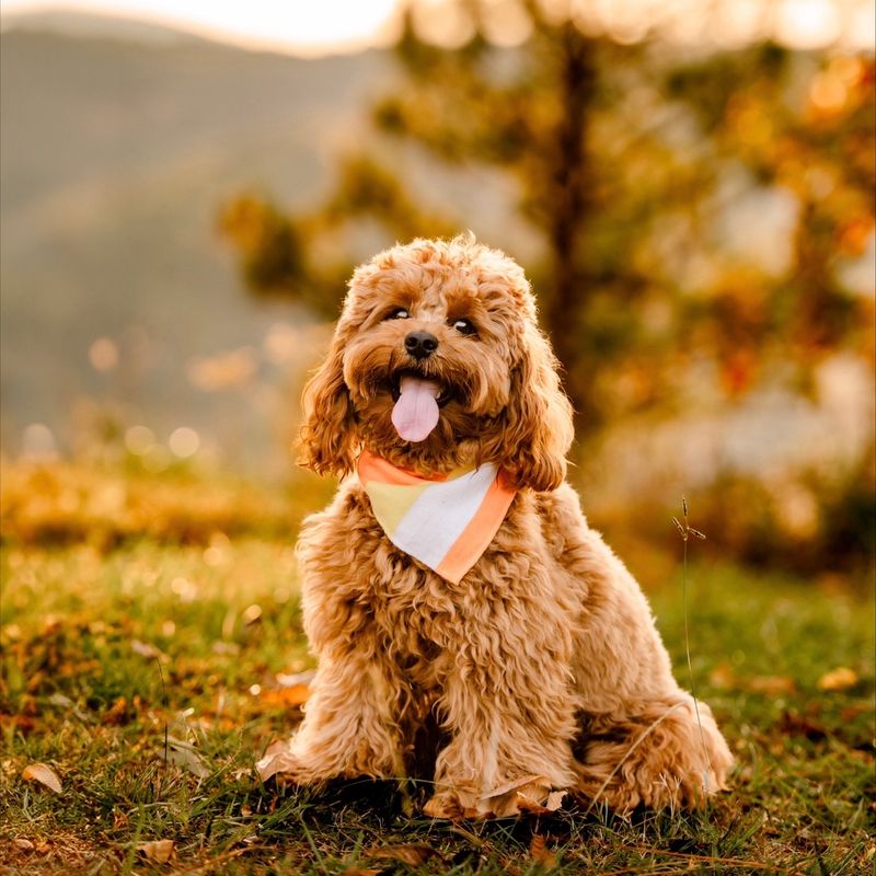 Cavapoo