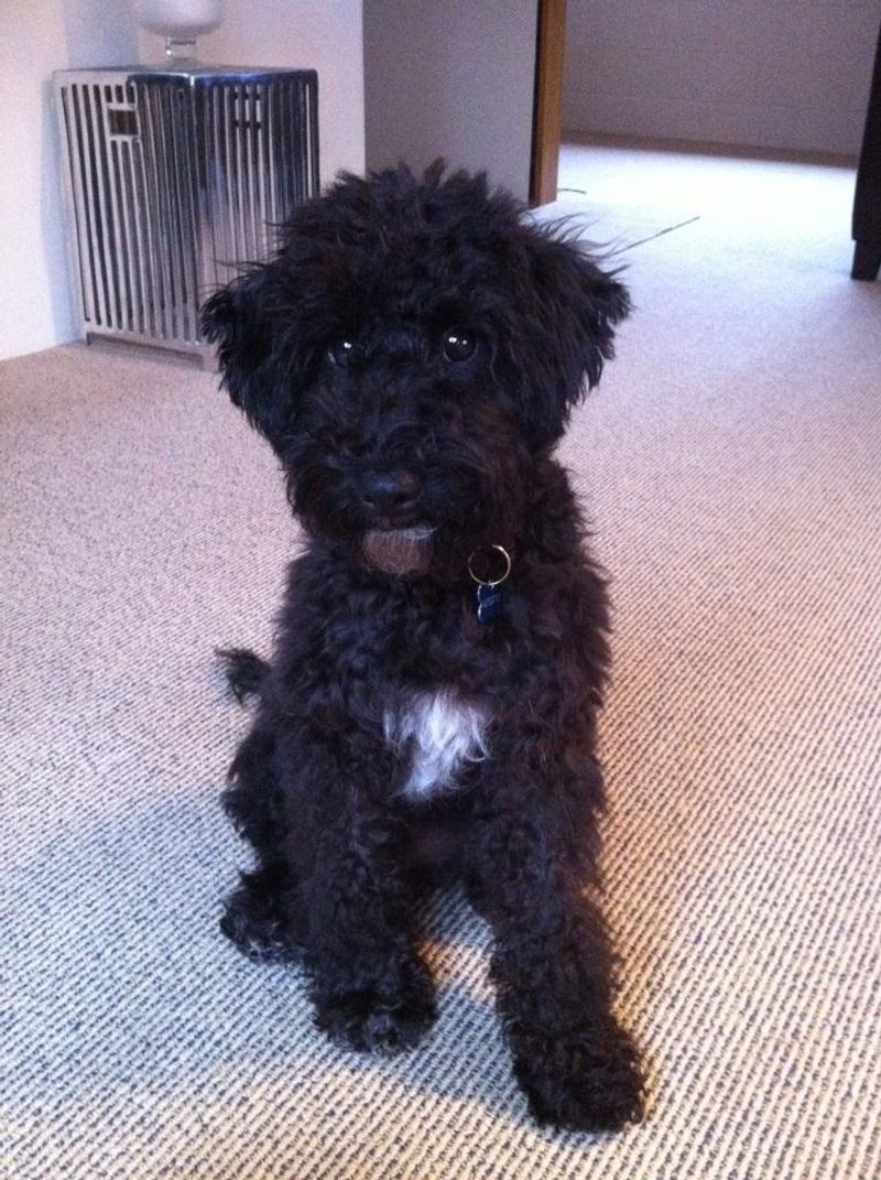 Schnoodle