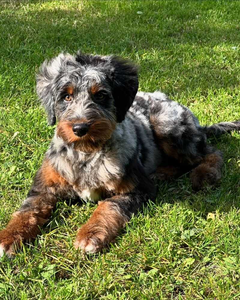 Aussiedoodle