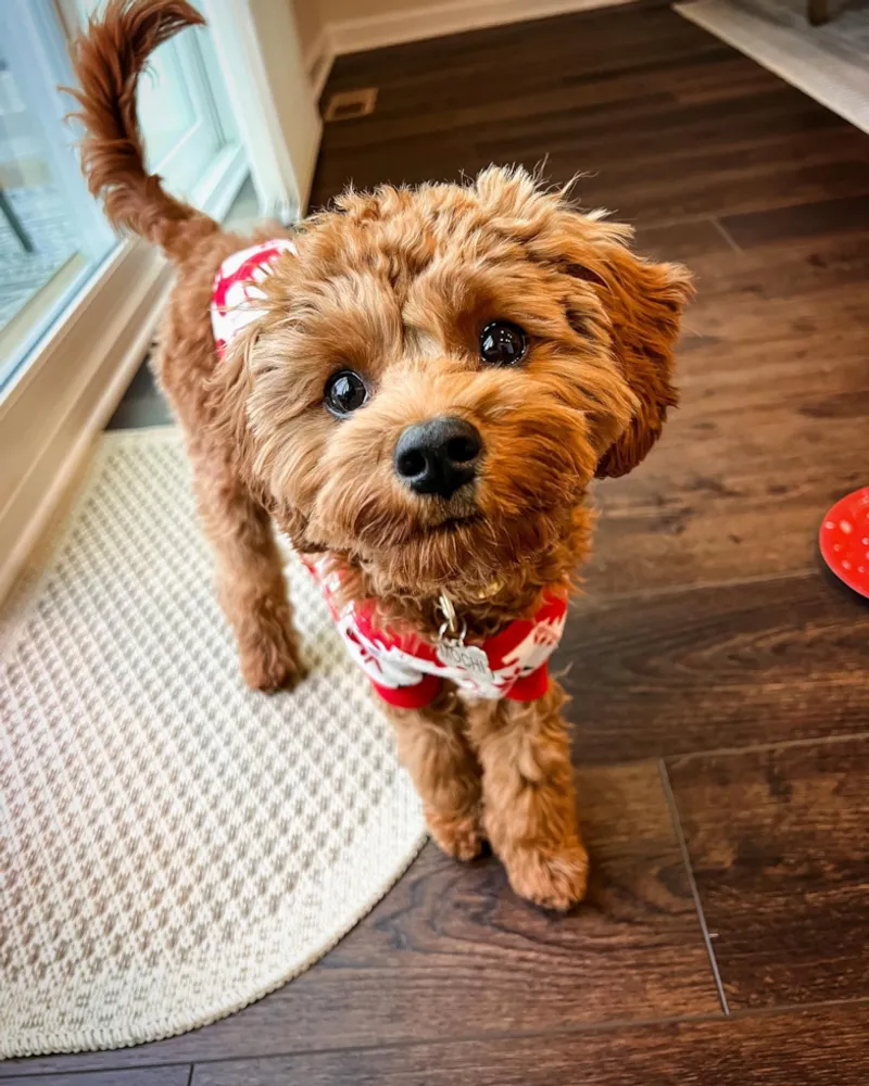 Cavapoo