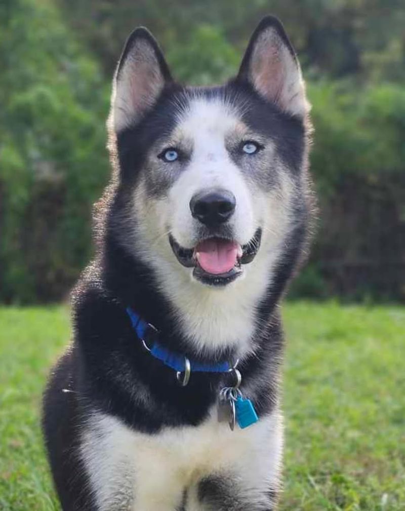 Siberian Husky