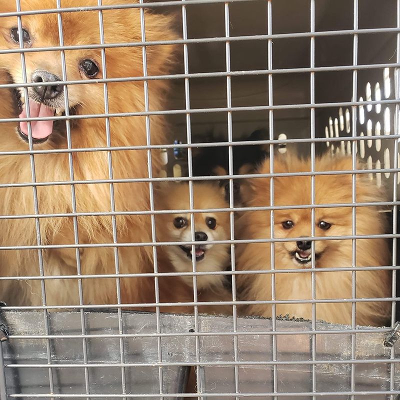Pomeranian