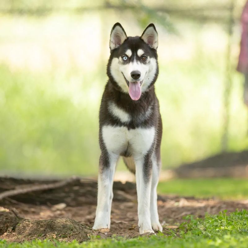 Siberian Husky