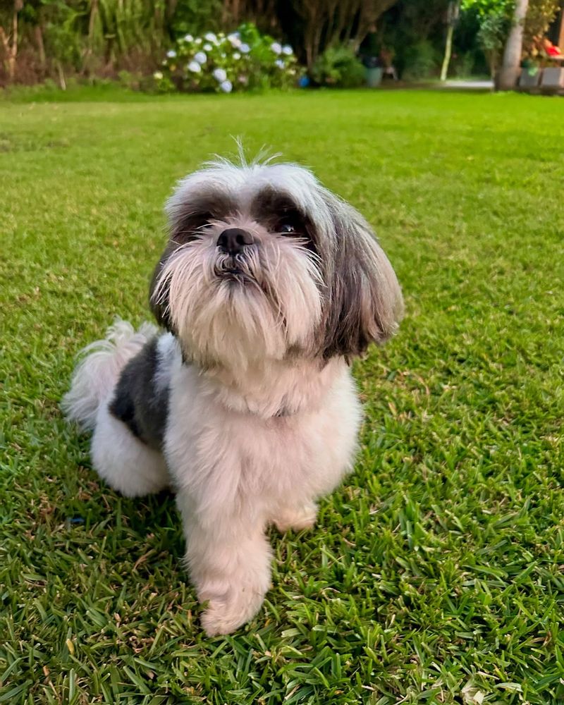 Shih Tzu