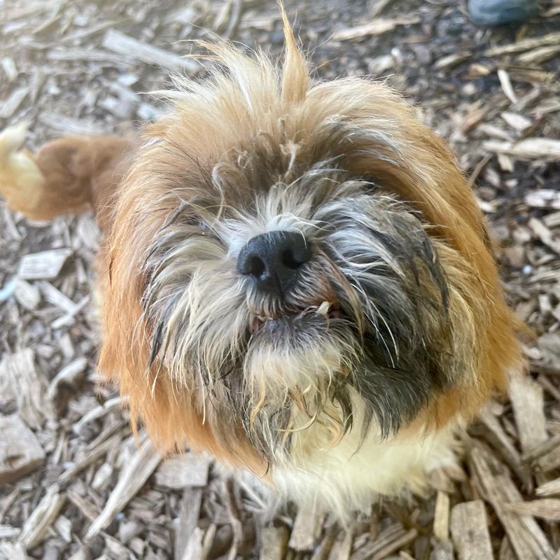 Lhasa Apso