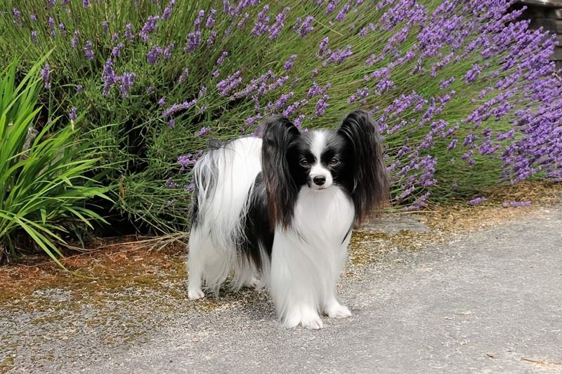 Papillon