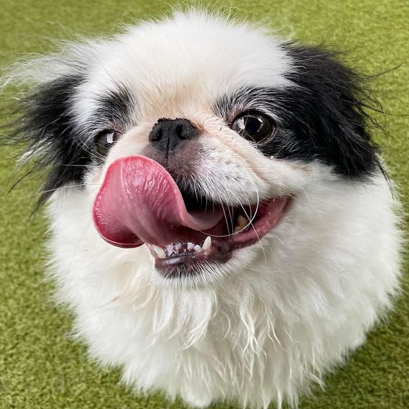 Japanese Chin